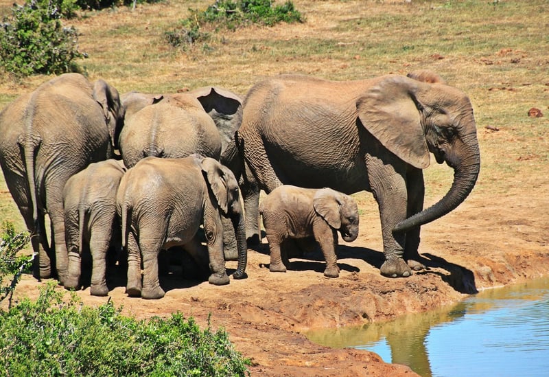 Safari Expedition